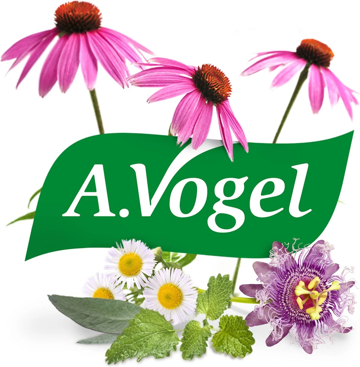 A.Vogel Oogdruppels Ontstoken Ogen Druppels - Bij Ontstoken Ogen - 10 Ml 7 A.Vogel Oogdruppels Ontstoken Ogen Druppels - Bij Ontstoken Ogen - 10 Ml - Afbeelding 5