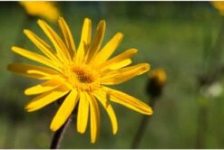 Weleda Arnica Gel 8 Weleda Arnica Gel -Zelfzorg Winkel 1200x808